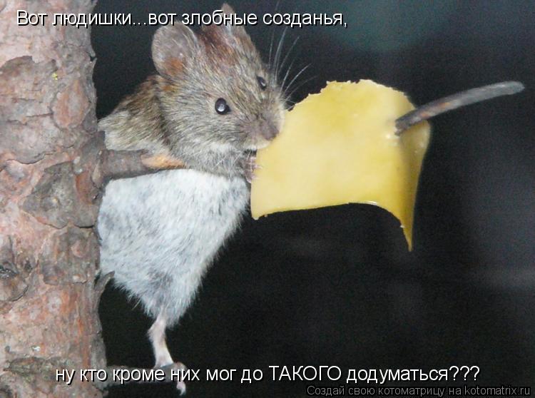 Вот людишки...вот злобные созданья, ну кто кроме них мог до ТАКОГО додуматься???... Котоматрица: Вот людишки...вот злобные созданья, ну кто кроме них мог до ТАКОГО додуматься???