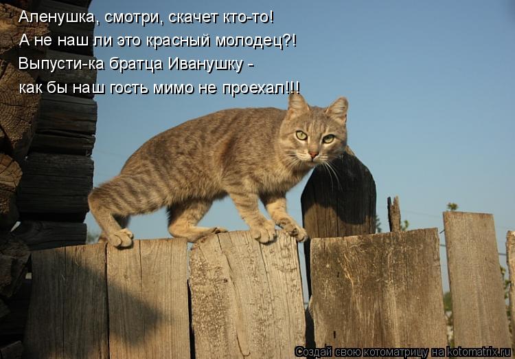 Аленушка, смотри, скачет кто-то! А не наш ли это красный молодец?! Выпусти-ка братца Иванушку - как ... Котоматрица: Аленушка, смотри, скачет кто-то! А не наш ли это красный молодец?! Выпусти-ка братца Иванушку - как бы наш гость мимо не проехал!!!
