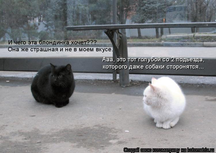 И чего эта блондинка хочет??? которого даже собаки сторонятся... Ааа, это тот голубой со 2 подьезда,... Котоматрица: И чего эта блондинка хочет??? которого даже собаки сторонятся... Ааа, это тот голубой со 2 подьезда, Она же страшная и не в моем вкусе.