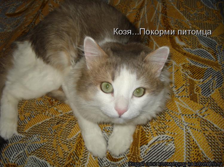 Козя...Покорми питомца... Котоматрица: Козя...Покорми питомца