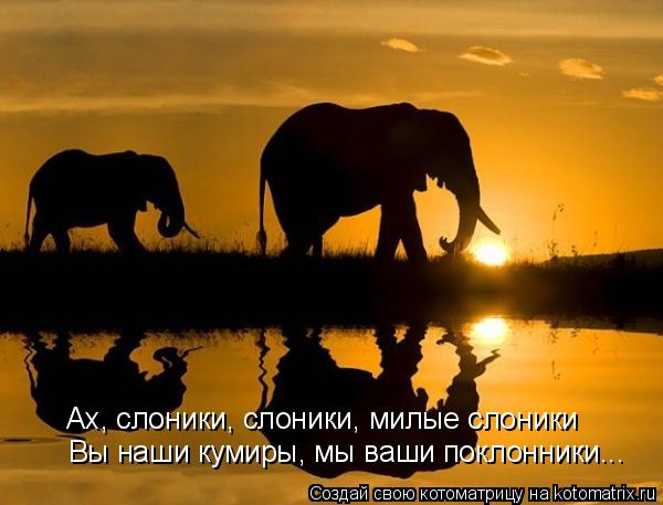 Ах, слоники, слоники, милые слоники Вы наши кумиры, мы ваши поклонники...... Котоматрица: Ах, слоники, слоники, милые слоники Вы наши кумиры, мы ваши поклонники...