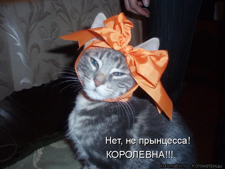 Нет, не прынцесса! КОРОЛЕВНА!!!... Котоматрица: Нет, не прынцесса! КОРОЛЕВНА!!!