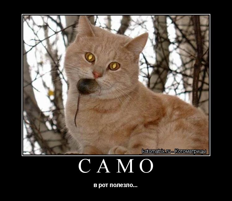 Само в рот полезло...... Котоматрица: Само в рот полезло...