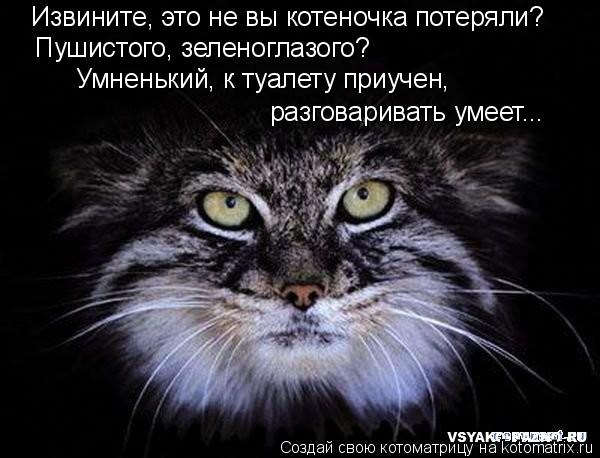 Извините, это не вы котеночка потеряли? Пушистого, зеленоглазого? Умненький, к туалету приучен, разг... Котоматрица: Извините, это не вы котеночка потеряли? Пушистого, зеленоглазого? Умненький, к туалету приучен, разговаривать умеет...