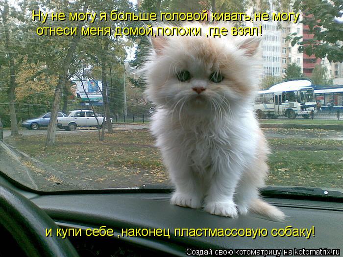 Ну не могу я больше головой кивать,не могу отнеси меня домой,положи ,где взял! и купи себе ,наконец п... Котоматрица: Ну не могу я больше головой кивать,не могу отнеси меня домой,положи ,где взял! и купи себе ,наконец пластмассовую собаку!