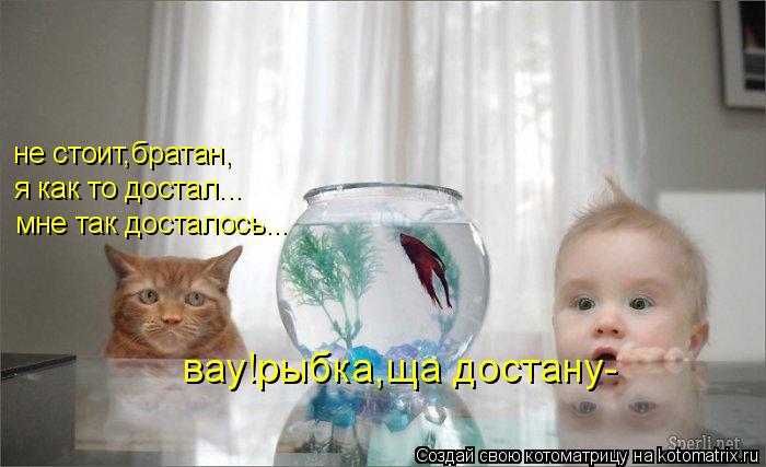 Котоматрица: мне так досталось... я как то достал... не стоит,братан, вау!рыбка,ща достану-