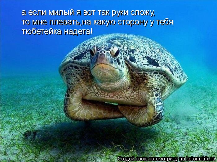Котоматрица: а если милый я вот так руки сложу, то мне плевать,на какую сторону у тебя  тюбетейка надета!