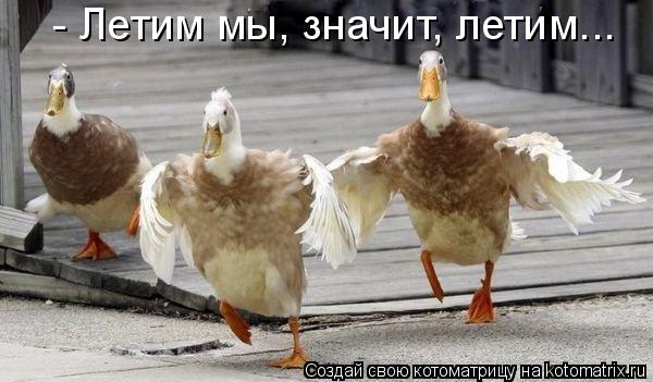 Котоматрица: - Летим мы, значит, летим...