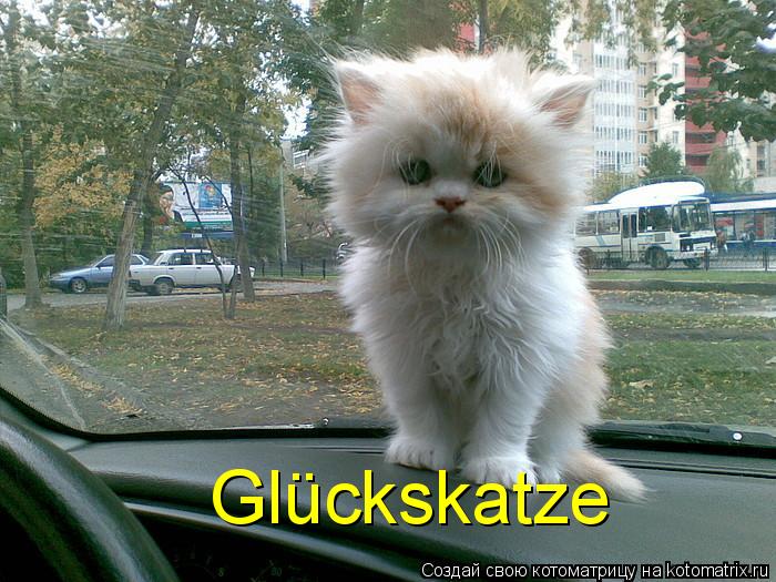 Котоматрица: Gl&#252;ckskatze