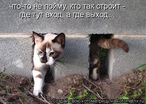 Котоматрица: что-то не пойму, кто так строит - где тут вход, а где выход...