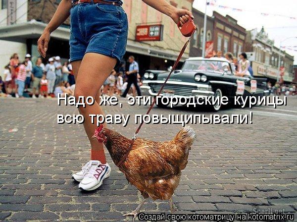 Котоматрица: Надо же, эти городские курицы всю траву повыщипывали!