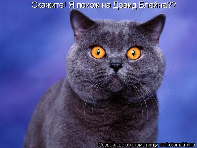 Котоматрица: Скажите! Я похож на Девид Блейна??