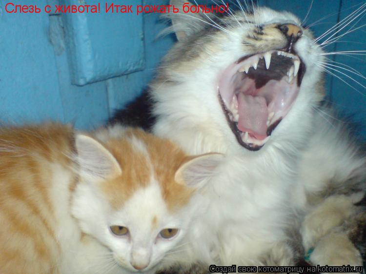 Котоматрица: Слезь с живота! Итак рожать больно!