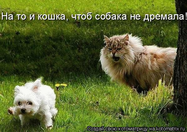 На то и кошка, чтоб собака не дремала!... Котоматрица: На то и кошка, чтоб собака не дремала!