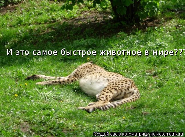 Котоматрица: И это самое быстрое животное в мире???