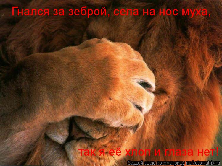 Котоматрица: Гнался за зеброй, села на нос муха, так я её хлоп и глаза нет!