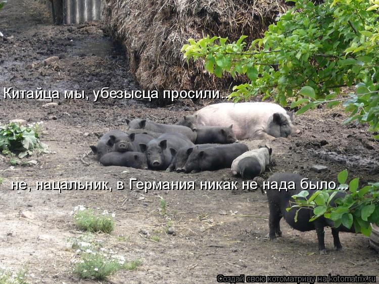 Котоматрица: Китайца мы, убезысца просили... не, нацальник, в Германия никак не нада было...