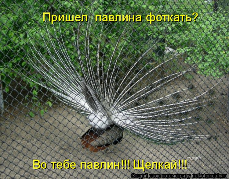 Котоматрица: Пришел  павлина фоткать? Во тебе павлин!!! Щелкай!!!