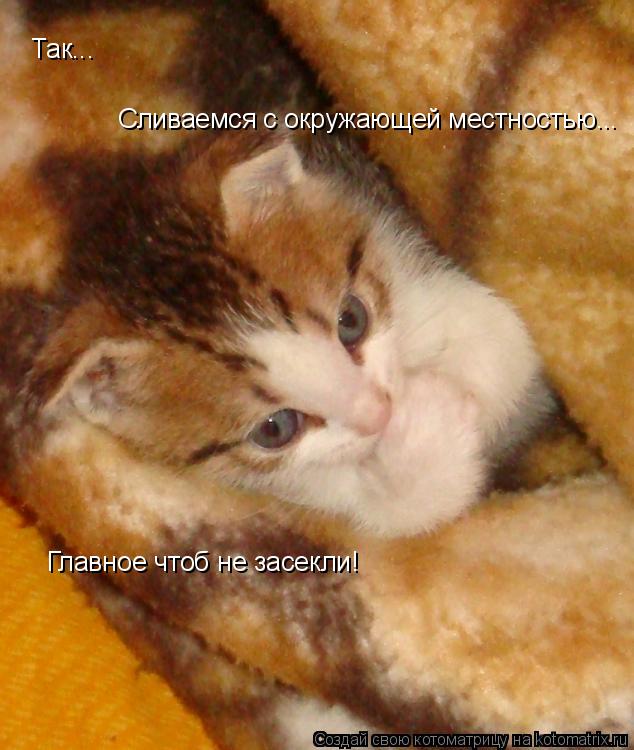 Котоматрица: Так... Сливаемся с окружающей местностью... Главное чтоб не засекли!
