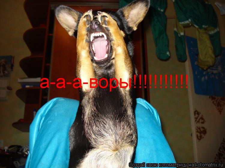 Котоматрица: а-а-а-воры!!!!!!!!!!!