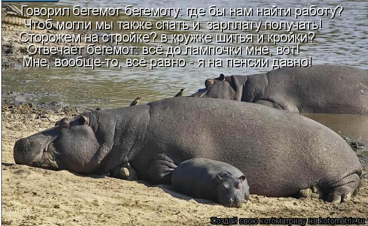 Котоматрица: Говорил бегемот бегемоту: где бы нам найти работу? Чтоб могли мы также спать и  зарплату получать! Сторожем на стройке? в кружке шитья и крой