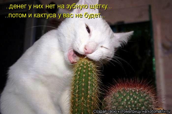 Котоматрица: ..денег у них нет на зубную щётку... ..потом и кактуса у вас не будет...