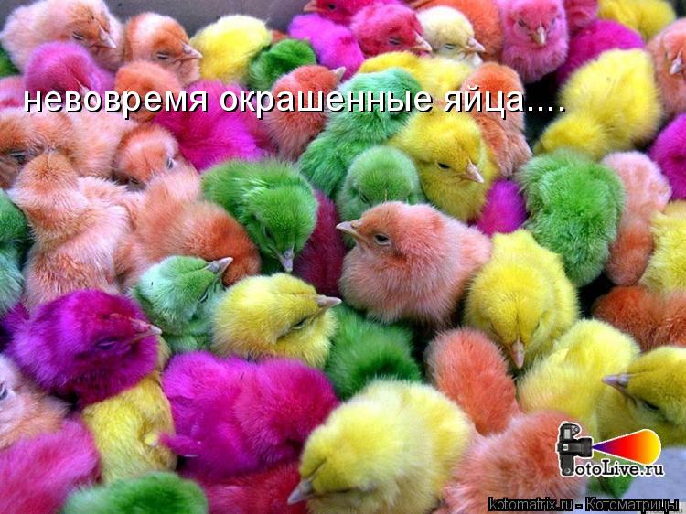 невовремя окрашенные яйца....... Котоматрица: невовремя окрашенные яйца....