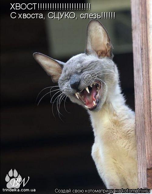 Котоматрица: ХВОСТ!!!!!!!!!!!!!!!!!!!!!! С хвоста, СЦУКО, слезь!!!!!!