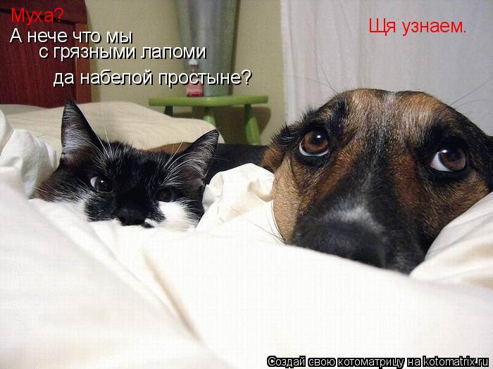 Котоматрица: Муха?  А нече что мы  с грязными лапоми да набелой простыне? Щя узнаем.