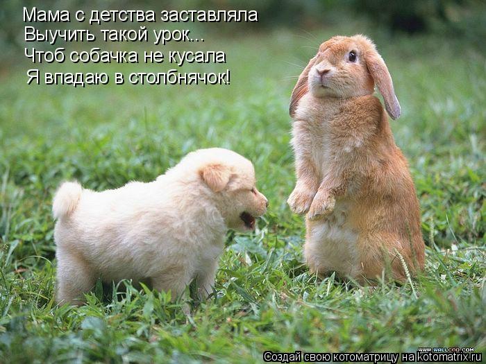 Мама с детства заставляла Выучить такой урок... Чтоб собачка не кусала Я впадаю в столбнячок!... Котоматрица: Мама с детства заставляла Выучить такой урок... Чтоб собачка не кусала Я впадаю в столбнячок!