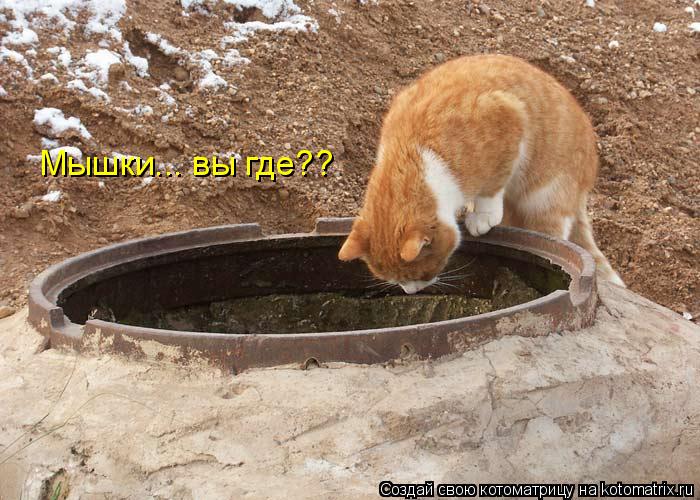 Котоматрица: Мышки... вы где??