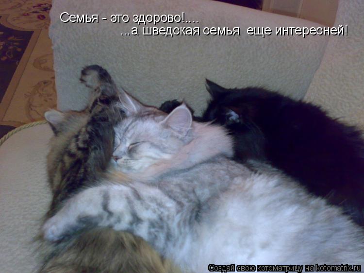 Котоматрица: Семья - это здорово!.... ...а шведская семья  еще интересней!