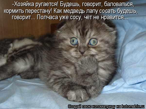 -Хозяйка ругается! Будешь, говорит, баловаться, кормить перестану! Как медведь лапу сосать будешь, ... Котоматрица: -Хозяйка ругается! Будешь, говорит, баловаться, кормить перестану! Как медведь лапу сосать будешь, говорит... Полчаса уже сосу, чёт не нравит
