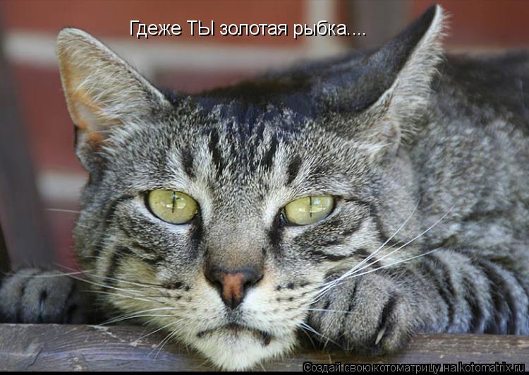 Котоматрица: Гдеже ТЫ золотая рыбка....