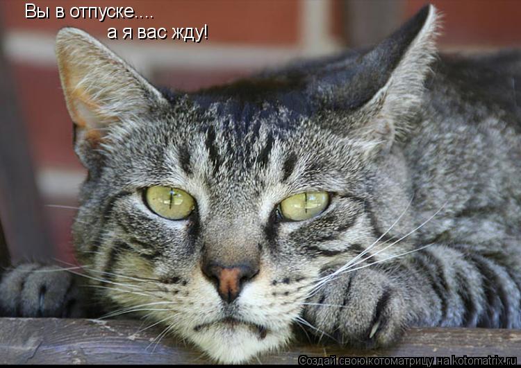 Котоматрица: Вы в отпуске.... а я вас жду!
