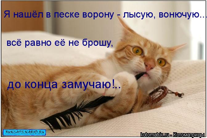 Я нашёл в песке ворону - лысую, вонючую... всё равно её не брошу, до конца замучаю!..... Котоматрица: Я нашёл в песке ворону - лысую, вонючую... всё равно её не брошу, до конца замучаю!..