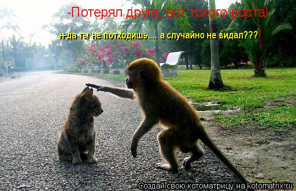 Потерял друга, вот токого роста! -Потерял друга, вот токого роста! н-да ты не потходишь.... а случайн... Котоматрица: Потерял друга, вот токого роста! -Потерял друга, вот токого роста! н-да ты не потходишь.... а случайно не видал??? н-да ты не потходишь.... а случай