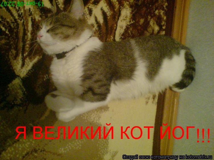 Я ВЕЛИКИЙ КОТ ЙОГ !!!... Котоматрица: Я ВЕЛИКИЙ КОТ ЙОГ !!!