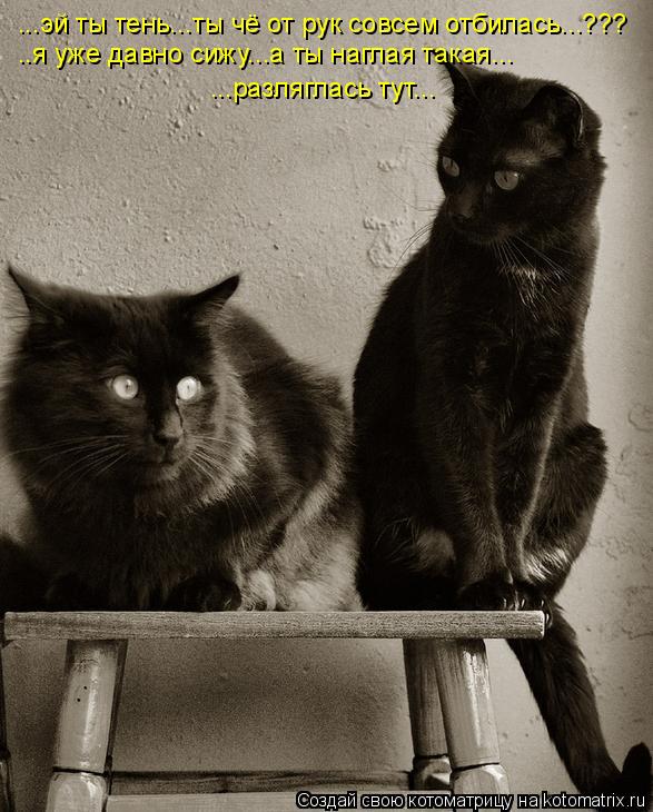 ...эй ты тень...ты чё от рук совсем отбилась...??? ..я уже давно сижу...а ты наглая такая... ...разля... Котоматрица: ...эй ты тень...ты чё от рук совсем отбилась...??? ..я уже давно сижу...а ты наглая такая... ...разляглась тут...