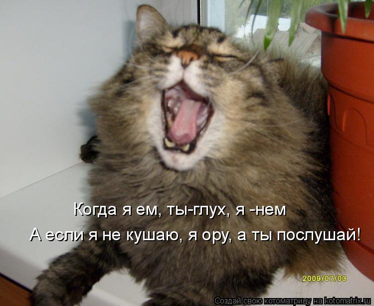А если я не кушаю, я ору, а ты послушай! Когда я ем, ты-глух, я -нем... Котоматрица: А если я не кушаю, я ору, а ты послушай! Когда я ем, ты-глух, я -нем