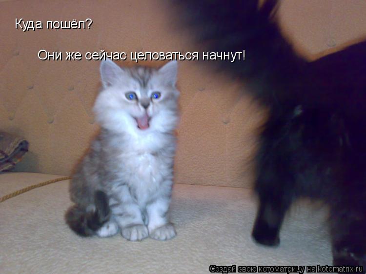 Куда пошёл? Они же сейчас целоваться начнут!... Котоматрица: Куда пошёл? Они же сейчас целоваться начнут!
