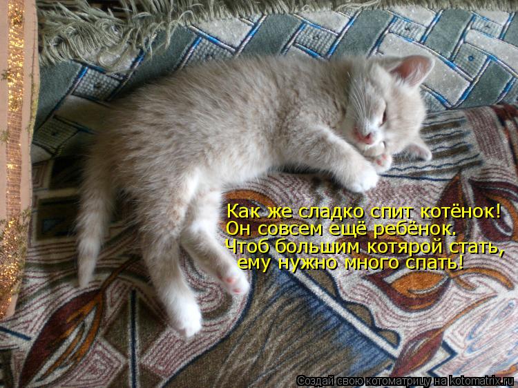Как же сладко спит котёнок! Он совсем ещё ребёнок. Чтоб большим котярой стать, ему нужно много спать!... Котоматрица: Как же сладко спит котёнок! Он совсем ещё ребёнок. Чтоб большим котярой стать, ему нужно много спать!