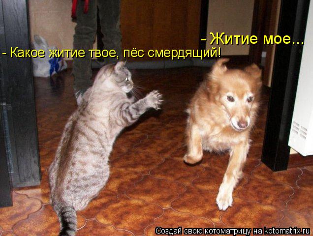 - Житие мое... - Какое житие твое, пёс смердящий!... Котоматрица: - Житие мое... - Какое житие твое, пёс смердящий!