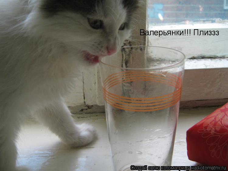 Валерьянки!!! Плиззз... Котоматрица: Валерьянки!!! Плиззз