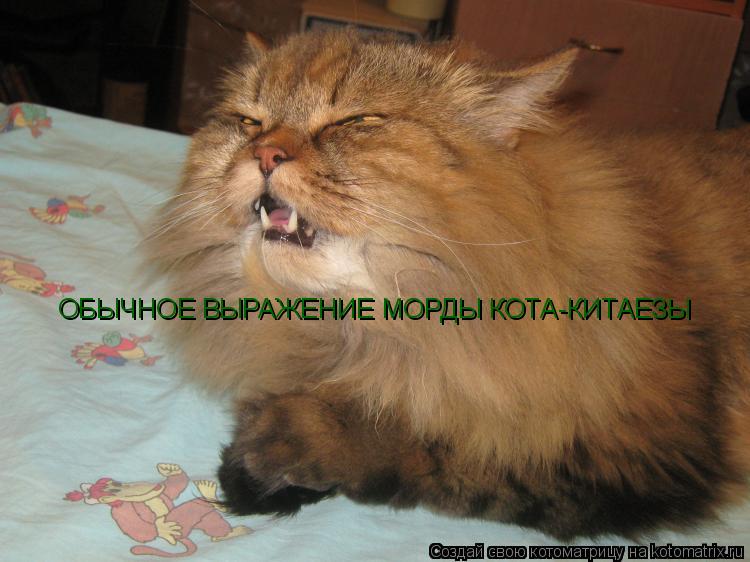 ОБЫЧНОЕ ВЫРАЖЕНИЕ МОРДЫ КОТА-КИТАЕЗЫ... Котоматрица: ОБЫЧНОЕ ВЫРАЖЕНИЕ МОРДЫ КОТА-КИТАЕЗЫ