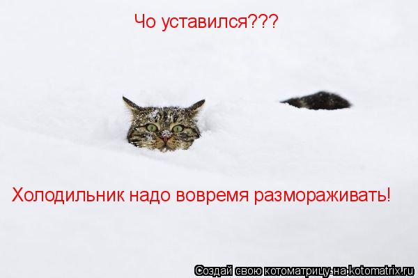 Холодильник надо вовремя размораживать! Чо уставился???... Котоматрица: Холодильник надо вовремя размораживать! Чо уставился???