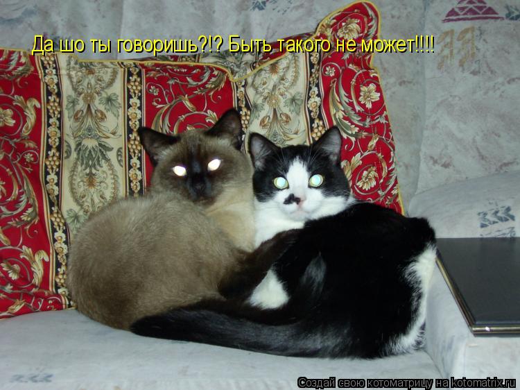 Да шо ты говоришь?!? Быть такого не может!!!!... Котоматрица: Да шо ты говоришь?!? Быть такого не может!!!!