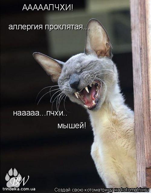 Котоматрица: АААААПЧХИ! аллергия проклятая... нааааа...пчхи.. мышей!