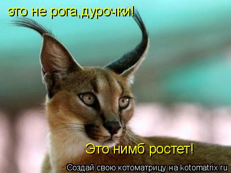 это не рога,дурочки! Это нимб ростет!... Котоматрица: это не рога,дурочки! Это нимб ростет!