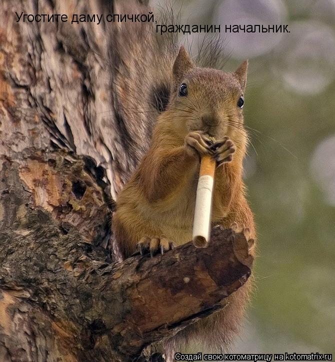 Угостите даму спичкой, гражданин начальник.... Котоматрица: Угостите даму спичкой, гражданин начальник.